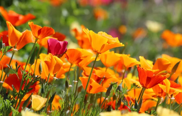 California poppy, escholzia California, escholzia