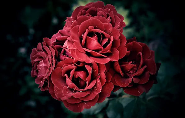 Picture Drops, Bokeh, Bokeh, Red rose, Drops, Red roses