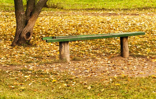 Picture autumn, leaves, nature, shop