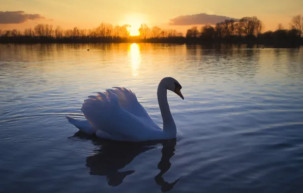 Picture the sun, lake, bird, romance, Swan