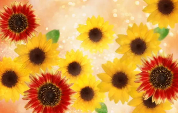 Picture yellow, Wallpaper, bouquet, petals, leaf