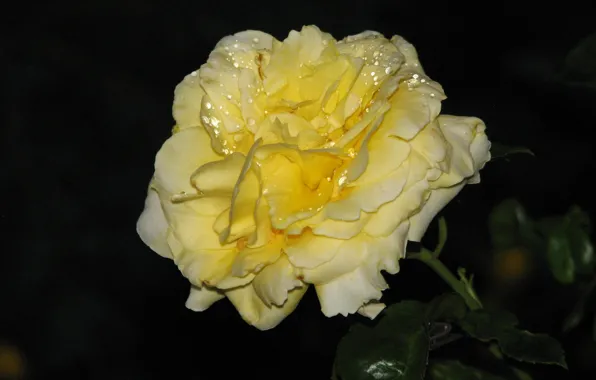 Night, Rosa, Rose, yellow