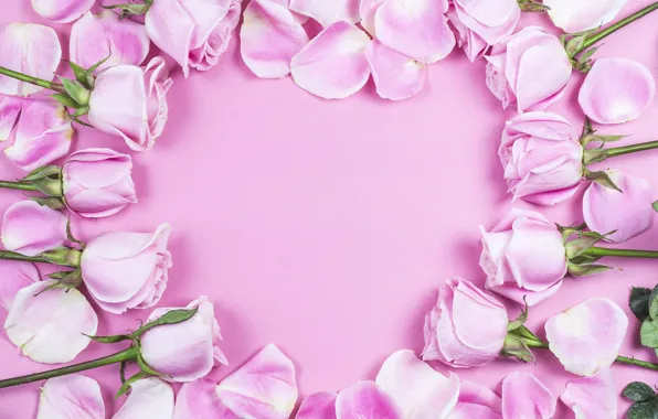 Picture flowers, background, roses, petals, pink, buds, composition