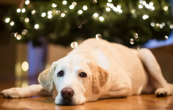 Each, holiday, home, dog