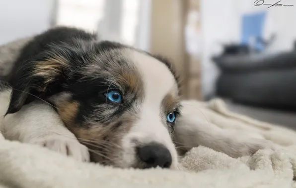 Comfort, house, background, dog, paws, lies, blue eyes, bench