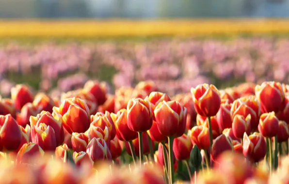 Flowers, glade, spring, blur, tulips, red
