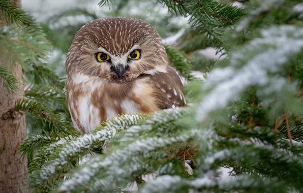 Picture winter, look, snow, branches, owl, bird, needles, owl