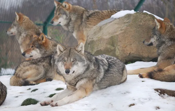 Picture nature, predator, animal, wolf, wildlife, portrait, Wolf Pack, portrait.