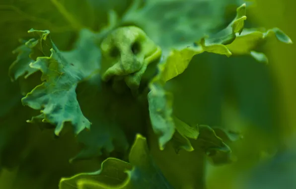 Greens, leaves, form