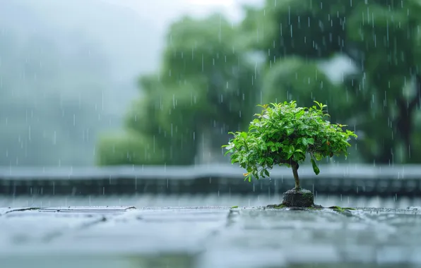 Picture rain, depth of field, AI art, bonzai