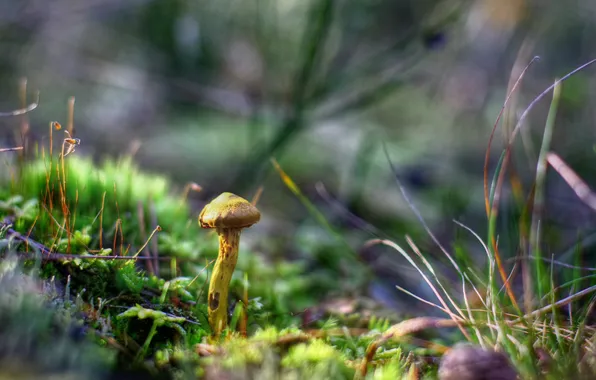 Grass, macro, mushrooms, autumn forest