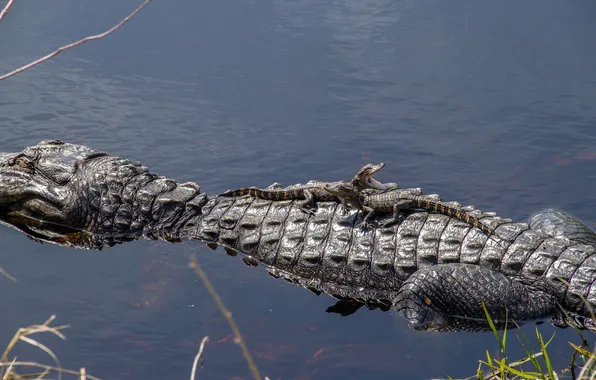 Water, nature, crocodiles