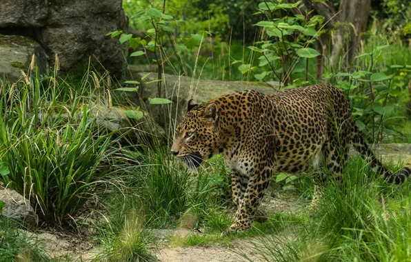 Picture thickets, predator, leopard, walk, wild cat