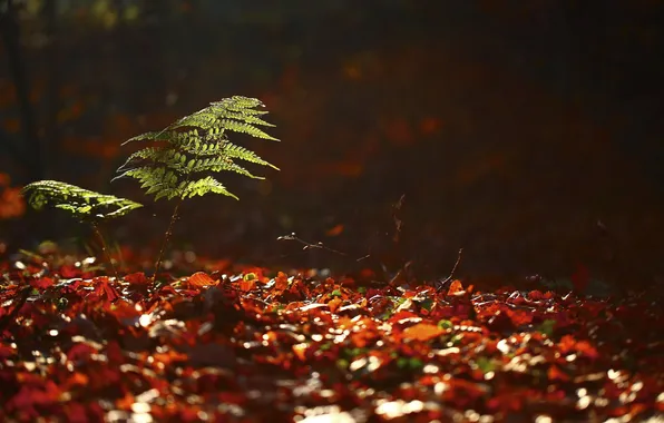 Summer, nature, fern