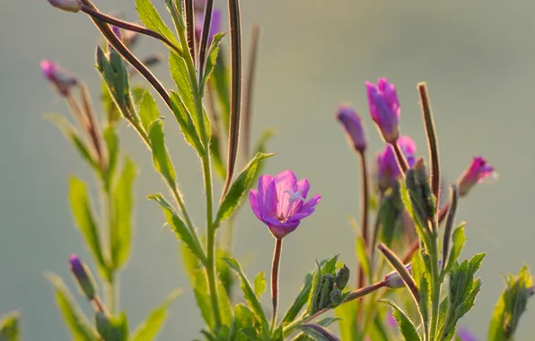 Leaves, macro, flowers, plant, petals
