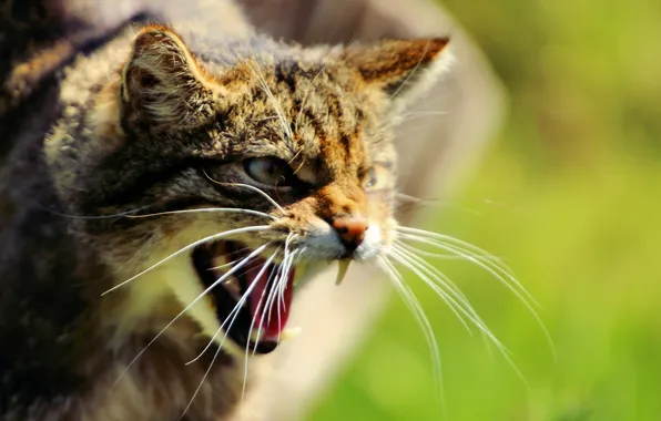 Picture face, fangs, wild cat, Scottish, The Scottish Wildcat