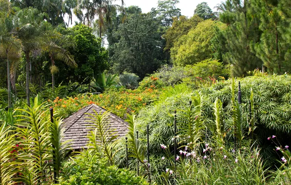Trees, flowers, palm trees, garden, Singapore, the bushes, Botanic Gardens