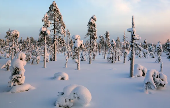 Winter, snow, trees
