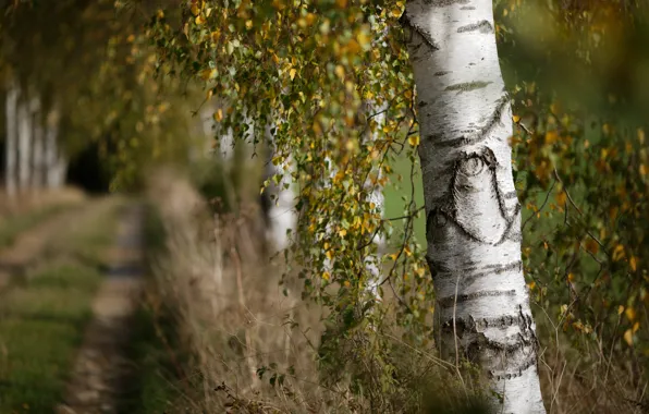 Autumn, nature, birch
