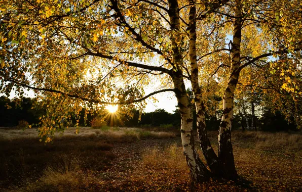 Autumn, nature, birch