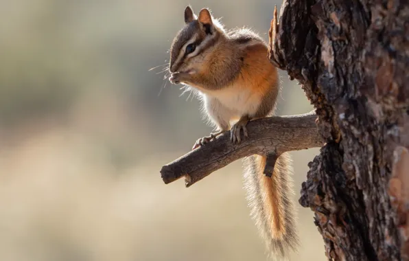 Picture background, tree, Chipmunk, ponytail, rodent
