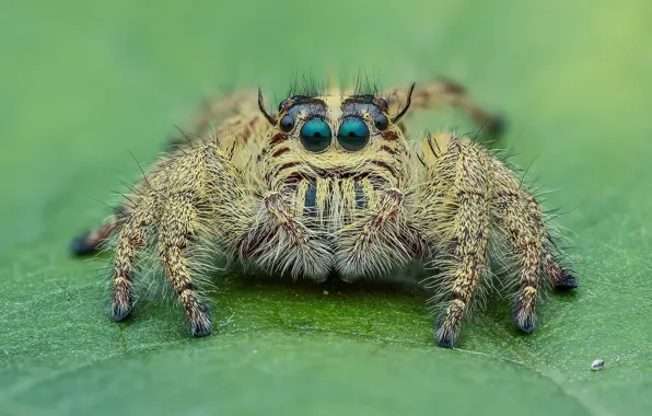 Picture look, macro, background, spider, insect