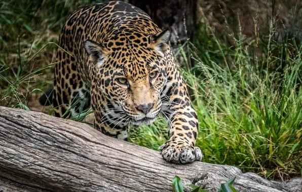 Picture look, predator, Jaguar