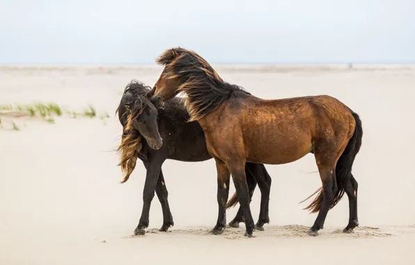 Picture sand, the wind, horses, horse, friendship, pair, mane, weasel