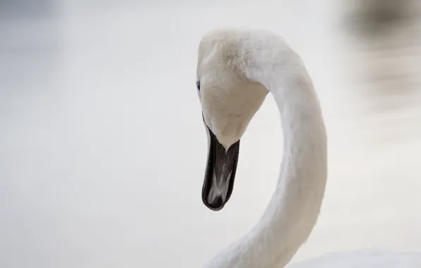 White, bird, beak, grace, Swan, neck