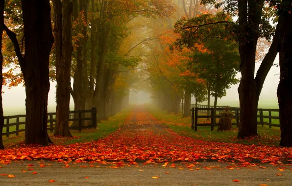 Road, autumn, forest, leaves, trees, nature, Park, colors