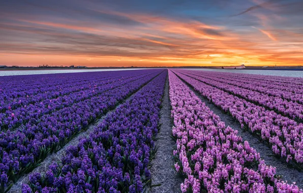 Picture field, sunset, flowers, the evening, town, Netherlands, province, North Holland