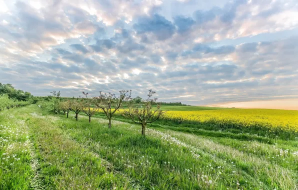Field, the sky, rape