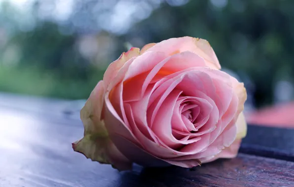Macro, roses, pink, buds, bokeh