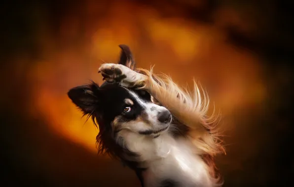 Background, each, dog