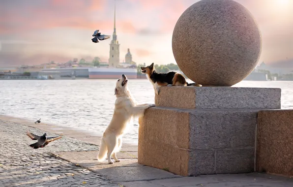 Picture animals, Saint Petersburg, sphinxes, at dawn, Svetlana Pisareva