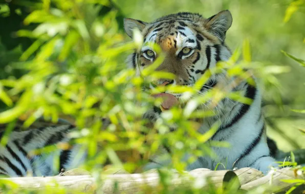 Picture look, leaves, tiger