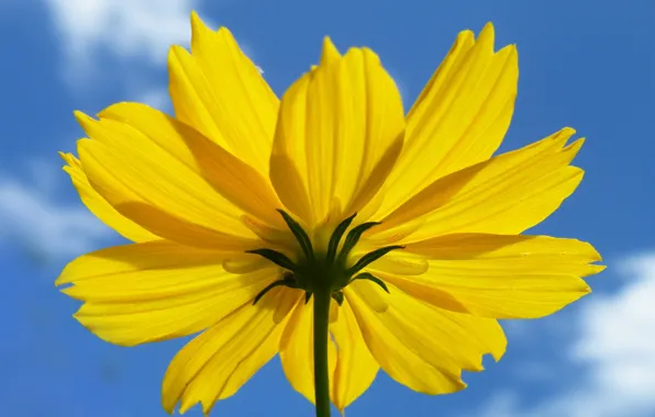 Picture clouds, kosmeya, petals, the sky, flowers
