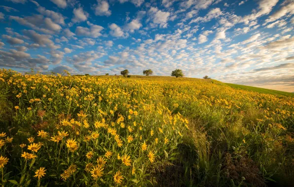Field, clouds, flowers, yellow, meadow