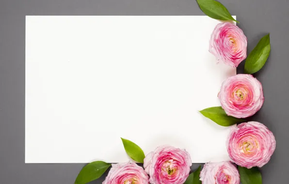 Flowers, background, roses, pink, leaves, buds