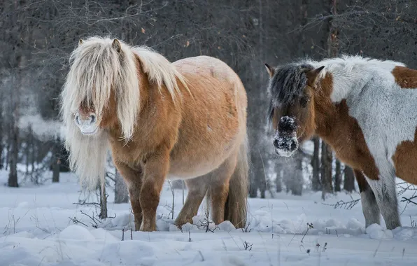 Winter, snow, trees, branches, nature, Park, horses, breath