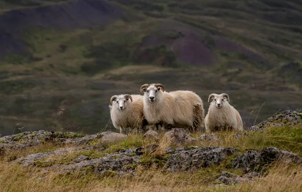 Hill, Iceland, sheep