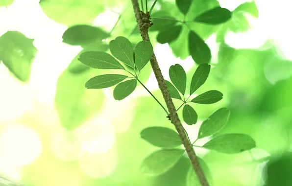 Greens, summer, leaves, macro, trees, nature, branch, nature