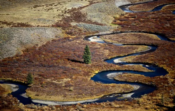 Trees, nature, river, plain