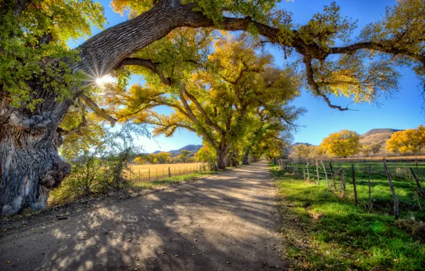 Road, trees, the fence