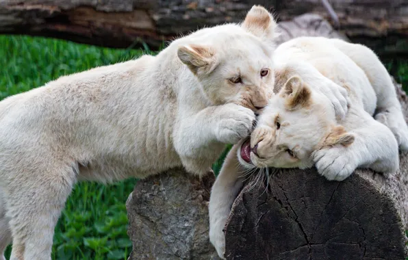 Picture the game, pair, white, lions, the cubs