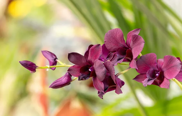 Dark, flowering, Orchid, Dendrobium