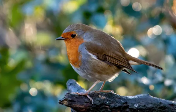 Background, bird, bokeh, bitch, Robin