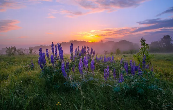 The sky, grass, clouds, beauty, sunrise, lupins, Roman Ignatiev
