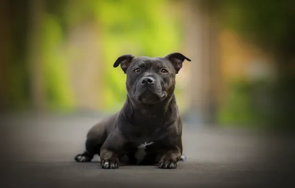 Picture dog, bokeh, Stafford