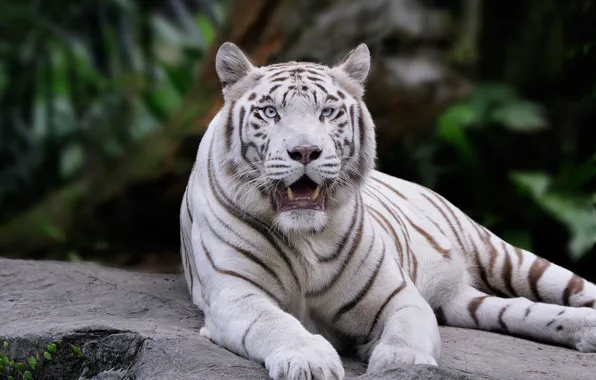 White, look, face, tiger, pose, the dark background, stone, paws